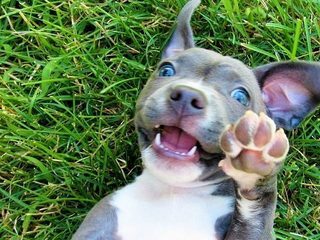 V Test live webcam model